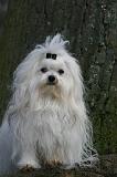 BICHON MALTAIS 123